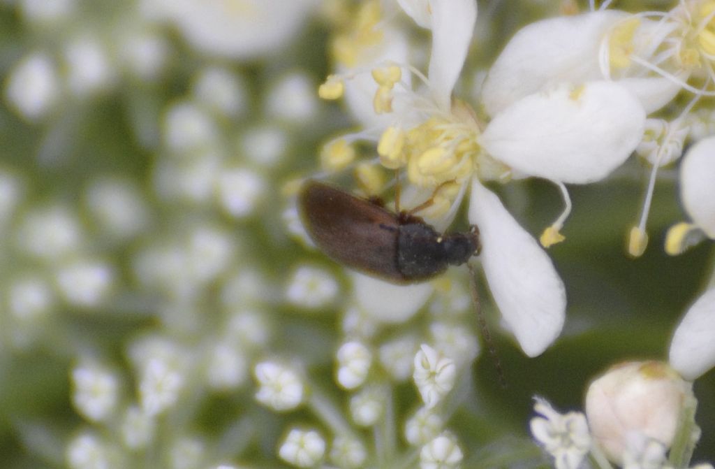 Isomira sp., Tenebrionidae